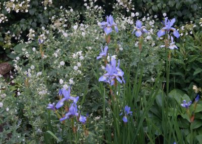 beplantingsplan met Iris en Geranium