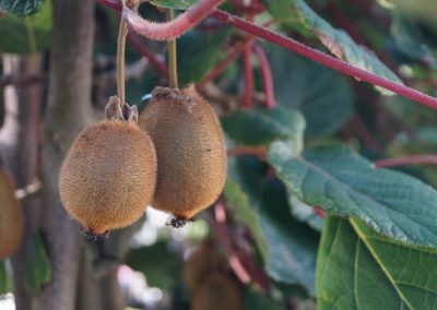 ontwerp eetbare tuin fruit kiwi