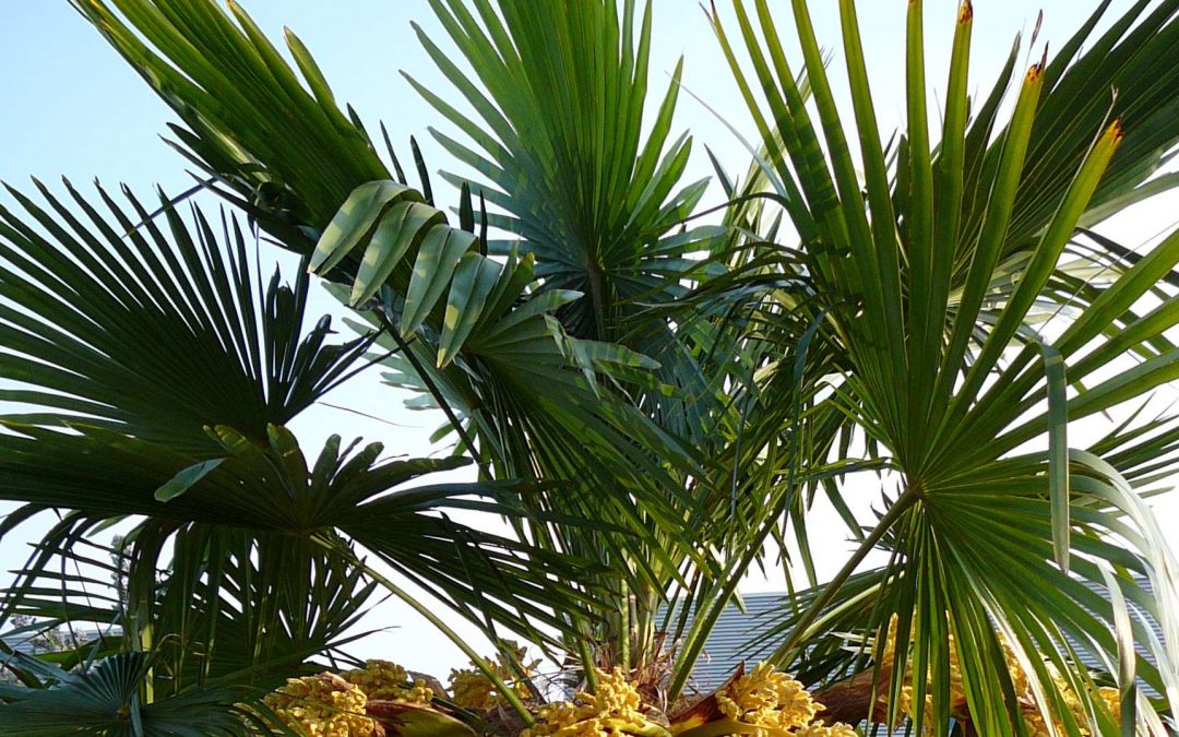 Met palmbomen