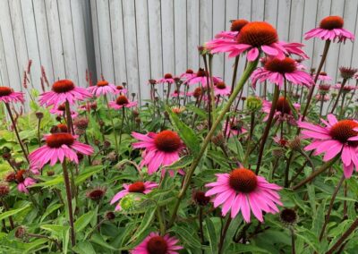 tuinontwerp beplanting insecten bijen vlinders Echinacea