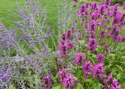 tuinontwerp beplanting insecten bijen en vlinders