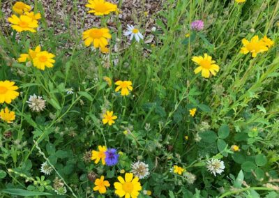 tuinontwerp beplanting biodiversiteit bloemenwei