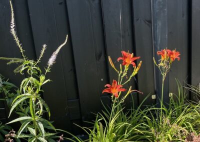 Tuinontwerp met zwembad en poolhouse - onderhoudsarme tuin - tuinarchitect Woerden Montfoort Utrecht