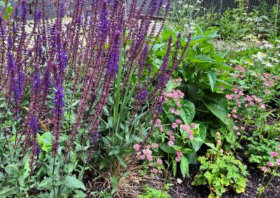 beplanting duurzame klimaatbestendige tuin Woerden Utrecht