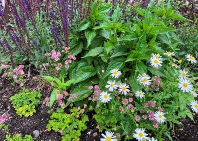 ontwerp duurzame klimaatbestendige tuin - borderplanten - Woerden Utrecht