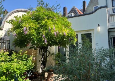 Tuinontwerp stadstuin Utrecht - blauwe regen als boom
