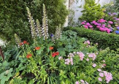 Tuinontwerp stadstuin Utrecht -zonnige border paars roze
